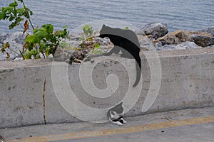 Eye-level shot of a group of cats resting by the seaside