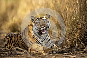 Eye level shot of wild female bengal tiger or tigress close up or portrait with eye contact in hot summer season safari at