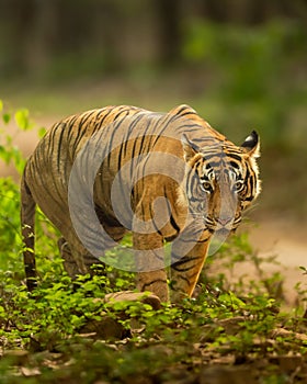 eye level shot of wild male bengal tiger or panthera tigris closeup or portrait in action with eye contact in natural green