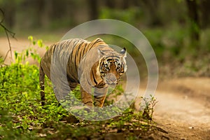 eye level shot of wild male bengal tiger or panthera tigris portrait in action with eye contact in natural green background safari