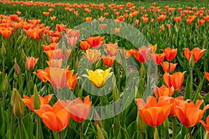 Eye-level shot of a yellow tulip growing in a field of many orange tulips