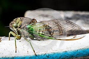 Eye level side view of Annual Cicada, North American Cicadidae, head body and wings resting on garden hose