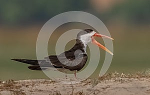 Eye level with Skimmer on sand bank