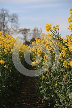 At Eye Level - Somerset Rape Seed Flowers, UK