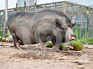 Black Pot Belly Pig With Long Bristles