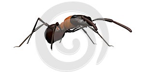 Eye Level View of an Ant