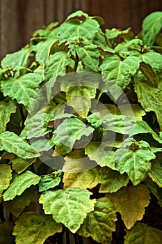 Eye level view of patchouly plant leaves