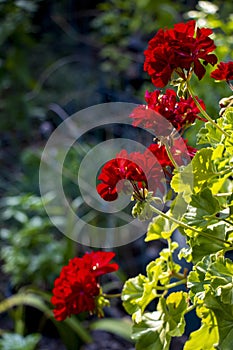 Eye-level view of red geranium flowers blooming in sunlight in the garden