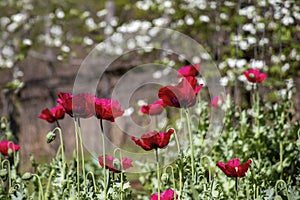 Eye-level view of red poppies with white dogwood trees in background.