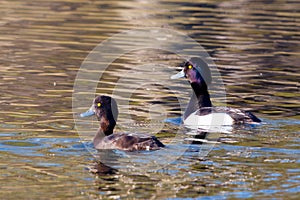Eye-level view of two ducks swimming in calm water. photo