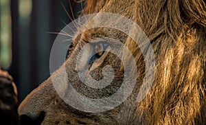 Eye of a Lion