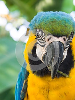 In the Eye of a macaw
