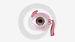 The eye is made up of three coats, which enclose the optically clear aqueous humour, lens, and vitreous body