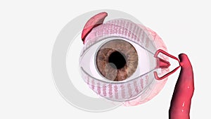 The eye is made up of three coats, which enclose the optically clear aqueous humour, lens, and vitreous body