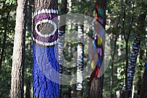 Eye in the magical forest