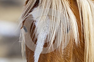 Eye mane wild horse mustang in Wyoming desert