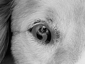 The Eye Of Mans Best Friend Black and White