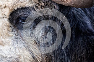 The eye on the massive head of a hoofed animal and part of a horn.