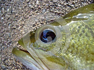 Eye and mouth of a Black Bass, Micropterus salmoides.