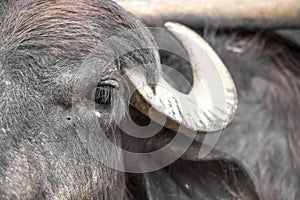 Eye of Murrah buffalo and his horn photo