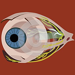 Eye muscles