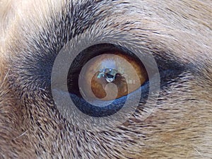 Eye of mutt dog