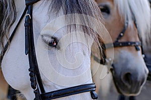Eye and Muzzle of white horse. Portrait of horse with kind and sad look, with bridle. Animals detail