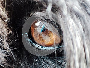 The eye of my dog photo