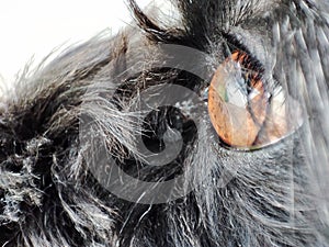 The eye of my dog photo