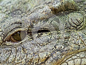 The eye of the nile crocodile