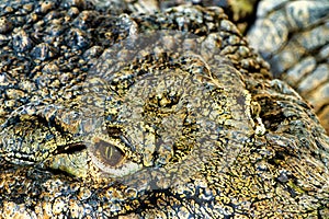 Eye of a Nile crocodile
