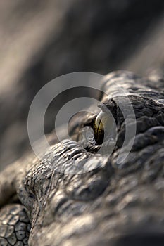 Eye of a Nile Crocodile close up