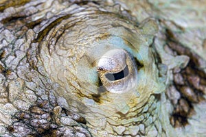 Eye of Octopus