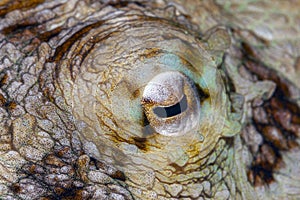 Eye of Octopus