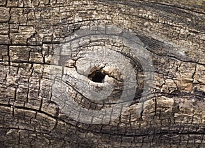 Eye in an Old Tree Trunk