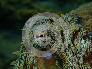 Eye of Ñommon octopus (Octopus vulgaris) close-up undersea, Aegean Sea