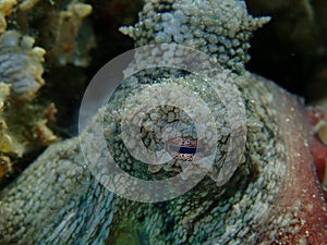 Eye of Ñommon octopus (Octopus vulgaris) close-up undersea, Aegean Sea