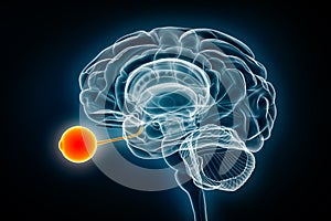 Eye and optic nerve x-ray view 3D rendering illustration. Human brain and visual system anatomy, medical, healthcare, biology,