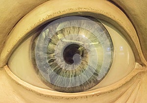 Eye, organ for visual perception