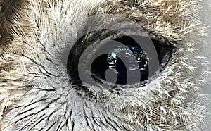Eye of an Owl