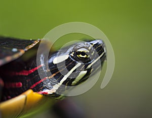 Eye of a Painted Turtle