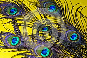 eye pattern of peacock,peacock feathers on yellow,peacock tail,five peacock tail on yellow background,bird patterns,peacock