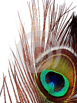 Eye of peacock - detail