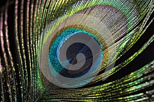 Eye of Peacock Feather