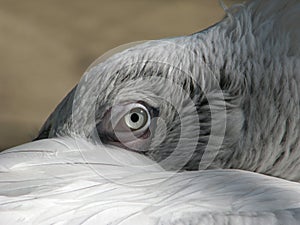 Eye of the pelican