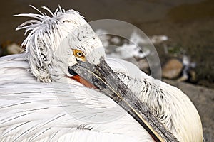 Eye of Pelican