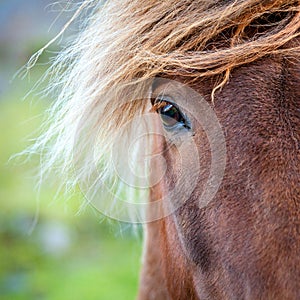 Eye of a pony photo