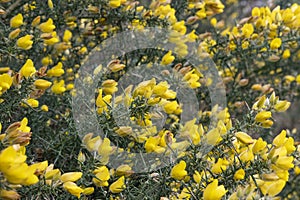 Eye-popping colors of the ulex flowers also known as gorse or whin found thriving in the rocky soils of Scotland, UK