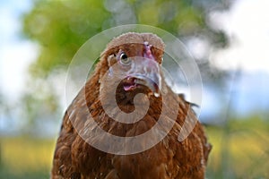 Eye of a pullet