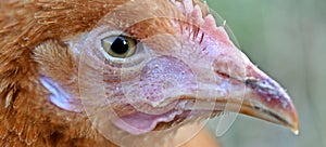 Eye of a pullet